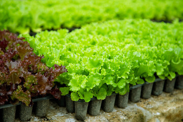 green lettuce in the garden - 541252307