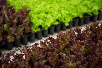 lettuce in the garden - 541252330