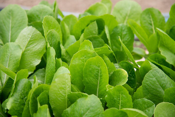 fresh spinach leaves - 541252537