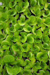 close up of green leaves - 541252580