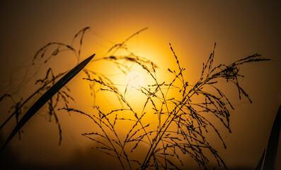 Grass silhouettes with dew drops against the background of the rising sun