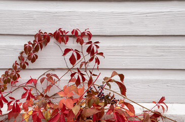 red leaves on a white wooden background, autumn background