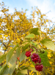 Ripe raspberries hanging on a branch in the autumn garden