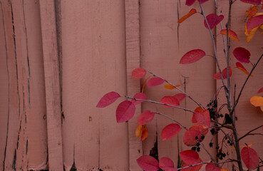 beautiful red autumn leaves on a wooden pink background.
