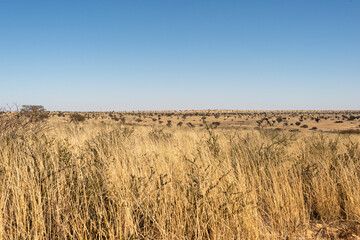D&eacute;sert du Kalahari, Afrique du Sud