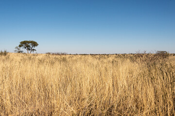 Désert du Kalahari, Afrique du Sud