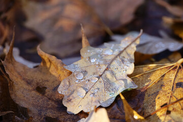 Autumn season, fallen maple and oak leaves covered with water drops. Rain in a forest