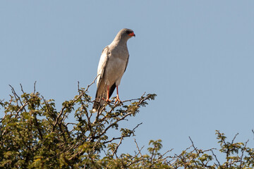 Autour chanteur, .Melierax canorus, Pale Chanting Goshawk