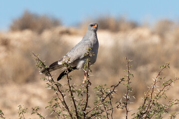 Autour chanteur, .Melierax canorus, Pale Chanting Goshawk