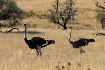 Fototapeta premium Autruche d'Afrique, .Struthio camelus, Common Ostrich, Désert du Kalahari, Afrique du Sud