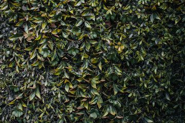 Artificial plastic leaves of a natural fence decoration that can be used indoor and outdoors