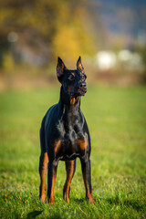 Doberman portrait on the meadow