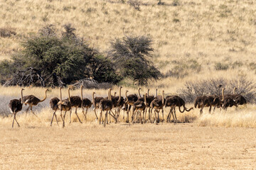 Fototapeta na wymiar Autruche d'Afrique, .Struthio camelus, Common Ostrich, Désert du Kalahari, Afrique du Sud