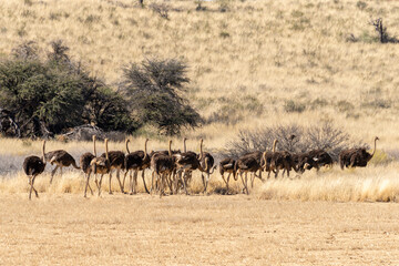 Fototapeta na wymiar Autruche d'Afrique, .Struthio camelus, Common Ostrich, Désert du Kalahari, Afrique du Sud