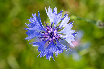 Bleuet, Cyanus segetum
