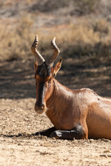 Bubale caama, Alcelaphus caama, Parc national du Kalahari, Afrique du Sud