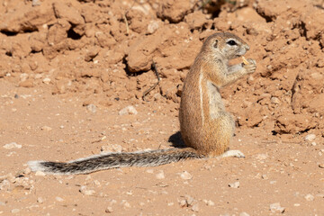 Ecureuil de terre du Cap, Xerus inauris, Désert du Kalahari, Afrique du Sud