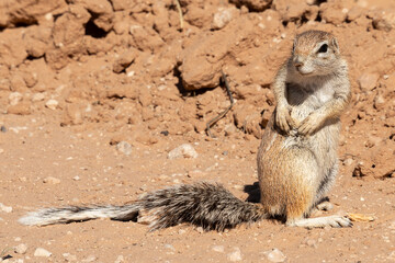 Fototapeta premium Ecureuil de terre du Cap, Xerus inauris, Désert du Kalahari, Afrique du Sud