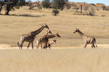 Girafe, Giraffa Camelopardalis, Désert du Kalahari, Afrique du Sud