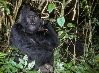 Gorille des montagnes, Gorilla beringei beringei, République démocratique du Congo