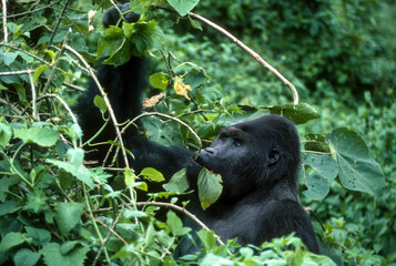 Gorille des montagnes, Gorilla beringei beringei, République démocratique du Congo