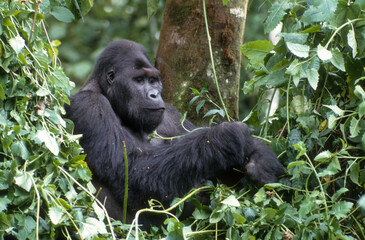 Gorille des montagnes, Gorilla beringei beringei, République démocratique du Congo
