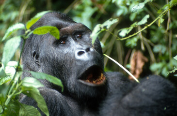 Gorille des montagnes, Gorilla beringei beringei, République démocratique du Congo