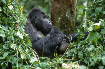 Gorille des montagnes, Gorilla beringei beringei, République démocratique du Congo