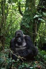 Gorille des montagnes, Gorilla beringei beringei, République démocratique du Congo