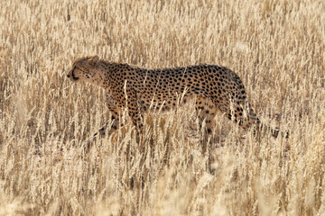 Naklejka premium Guépard, cheetah, Acinonyx jubatus, Guépard, cheetah, Acinonyx jubatus, Parc national du Kalahari, Afrique du Sud