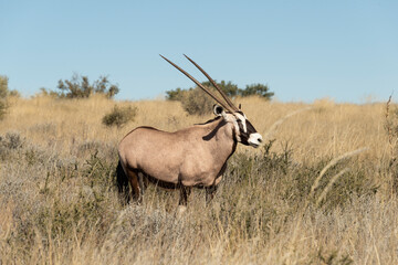 oryx gazelle, gemsbok, Oryx gazella, Parc national Kalahari, Afrique du Sud