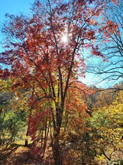 autumn in the forest