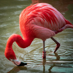 Flamingo