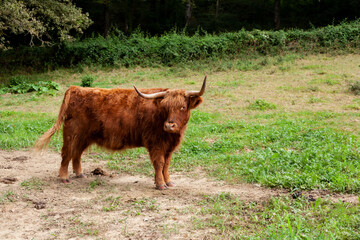 The Highland cow. Scottish breed of rustic cattle