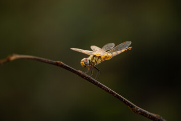 Perching dragonfly