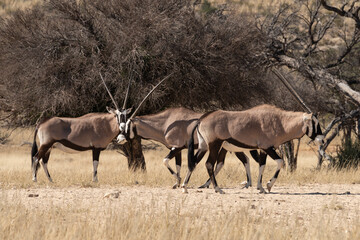 oryx gazelle, gemsbok, Oryx gazella, Parc national Kalahari, Afrique du Sud