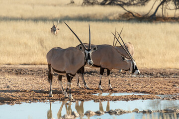 oryx gazelle, gemsbok, Oryx gazella, Parc national Kalahari, Afrique du Sud