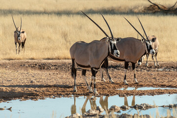oryx gazelle, gemsbok, Oryx gazella, Parc national Kalahari, Afrique du Sud
