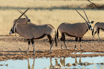 oryx gazelle, gemsbok, Oryx gazella, Parc national Kalahari, Afrique du Sud