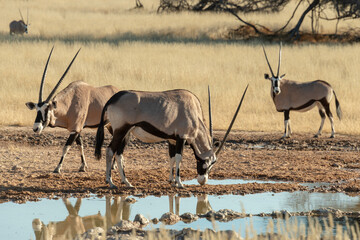 oryx gazelle, gemsbok, Oryx gazella, Parc national Kalahari, Afrique du Sud