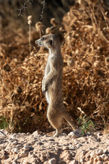 Naklejka na ściany i meble Suricate, Suricate, meerkat, Suricata suricatta, Parc national Kalahari, Afrique du Sud