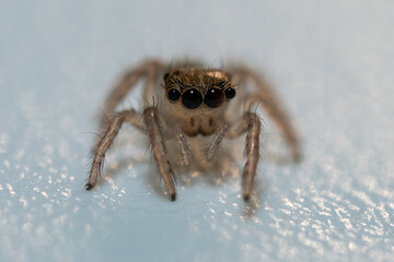 깡충거미의 알에서 갓 태어난 새끼, spiderling