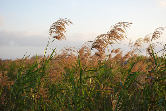 Everglade Grasses