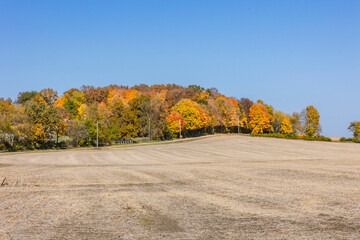 Obraz premium Deciduous woods in autumn colors on a hill with a harvested farm field with soybean stubble in the foreground on a sunny day with a blue sky.