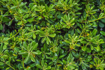 Pittosporum tobira several common names, including Australian laurel, apanese pittosporum, mock orange