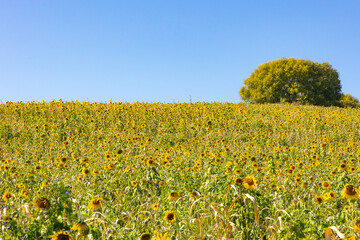 A field of sunflowers and a mix of cover crops on a hill preventing erosion on a farm.