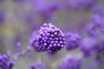 Callicarpa bodinieri, Callicarpa bodinieri var. Giraldii, (Bodinier's beautyberry) is a species of...
