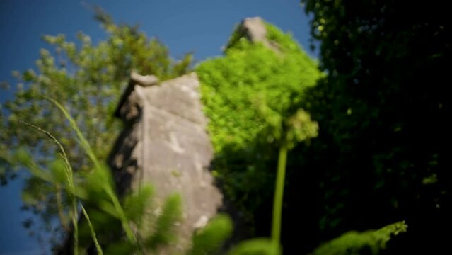 Slow-motion selective focus of plants and old Irish church ruins in Westmeath, Ireland