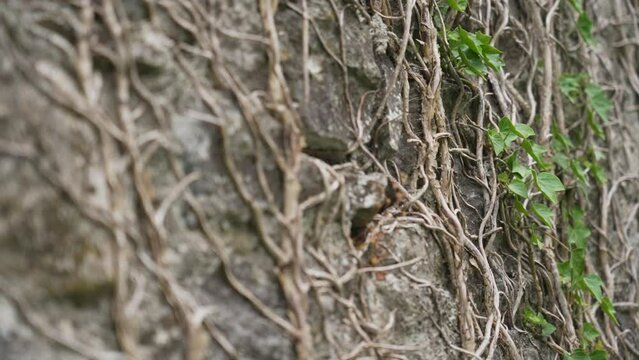 Slow-motion closeup of branches taking over the ruins of an old Irish house in Westmeath, Ireland