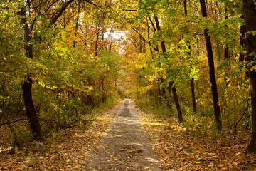 A forest path covered in yellow and orange leaves
